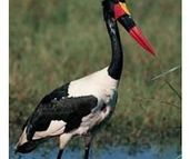 A photographic guide to Birds of East Africa